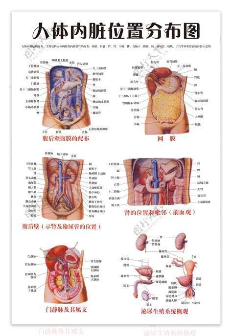 胃位置|人体内脏位置分布示意图